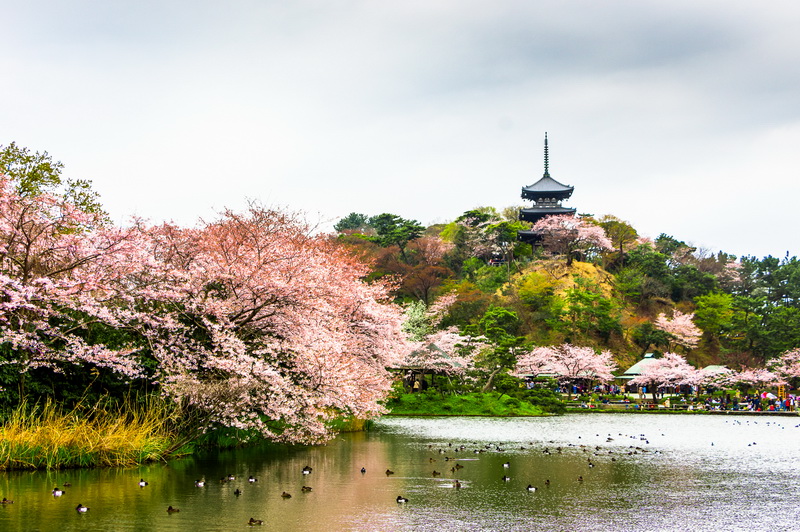 nii_35_Yokohama_Sankeien_See_resize