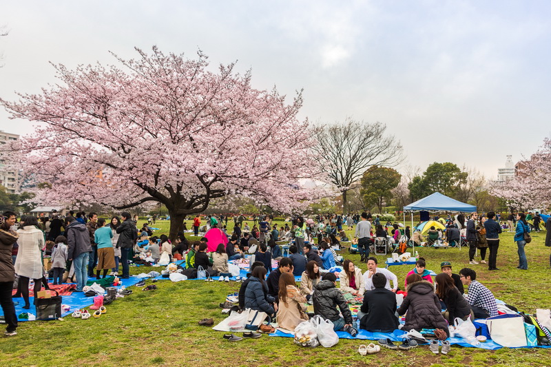 nii_36_Hanami_in_Kiba_Park2_resize